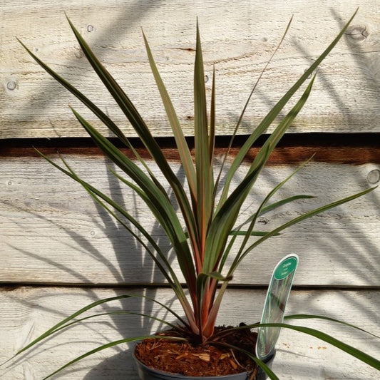 Cordyline australis 'Red heart'