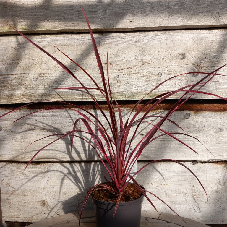 Cordyline australis 'Salsa