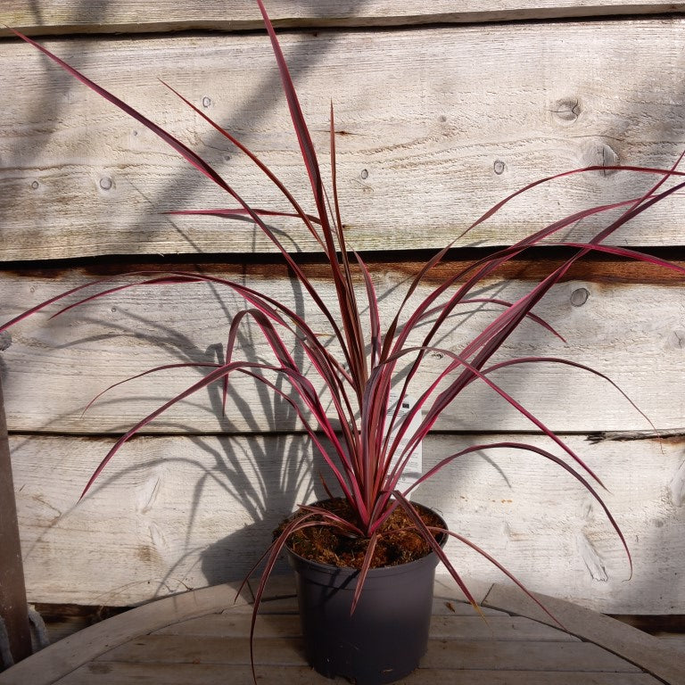 Cordyline australis 'Salsa