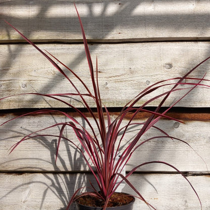 Cordyline australis 'Salsa