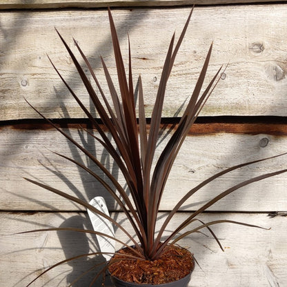 Cordyline australis 'Red star', total 55-60 cm, 2 ltr. pot