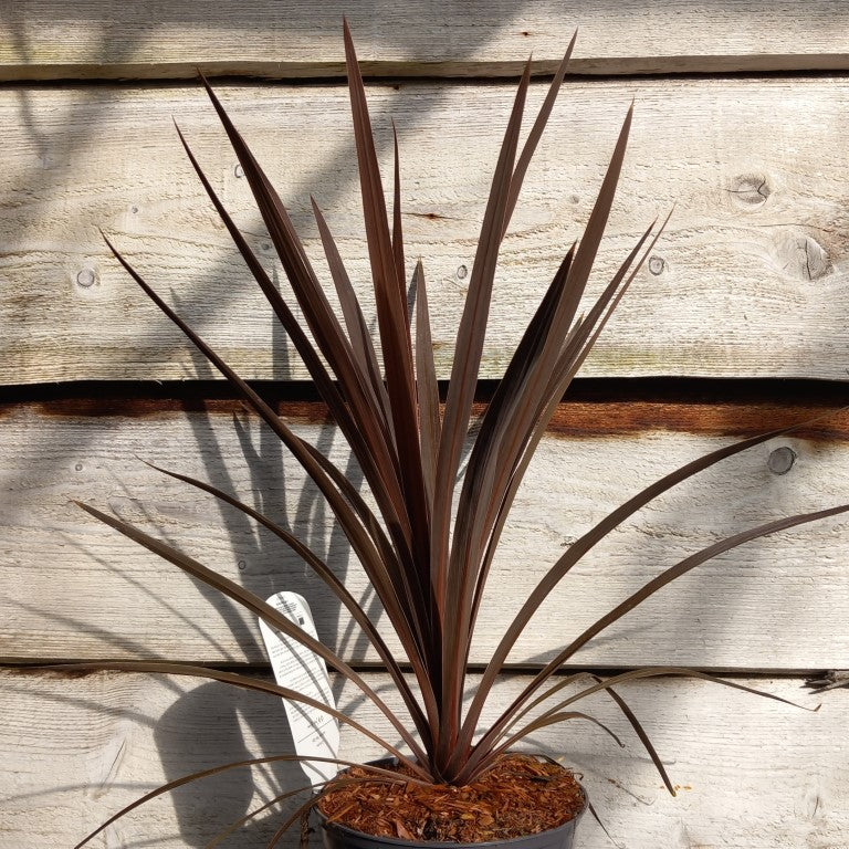 Cordyline australis 'Red star', total 55-60 cm, 2 ltr. pot