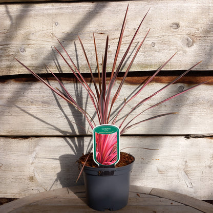 Cordyline australis 'Southern splendour'