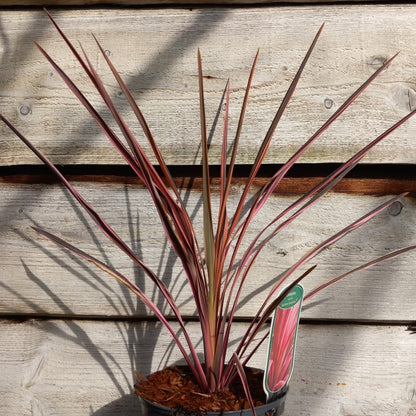 Cordyline australis 'Southern splendour'