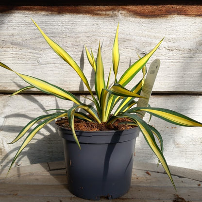 Yucca filamentosa golden sword