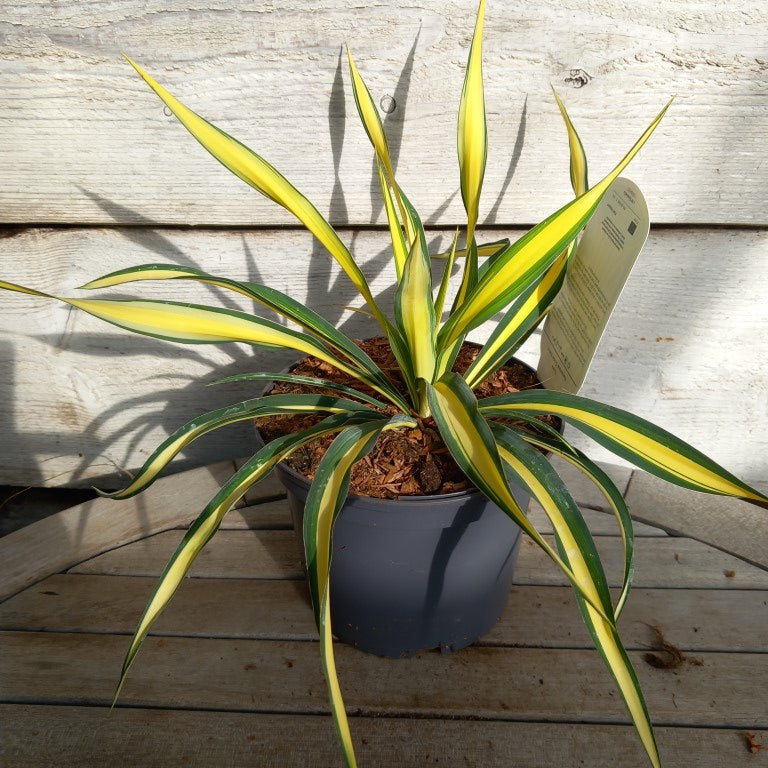 Yucca filamentosa golden sword