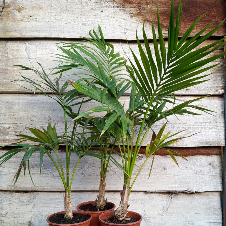 Kentia / Howea forsteriana