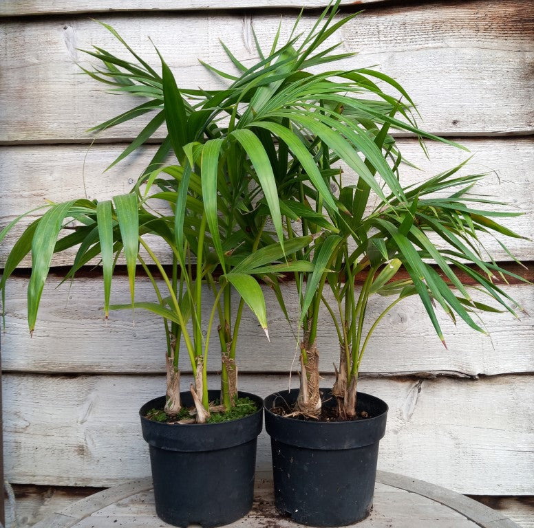 Kentia / Howea forsteriana