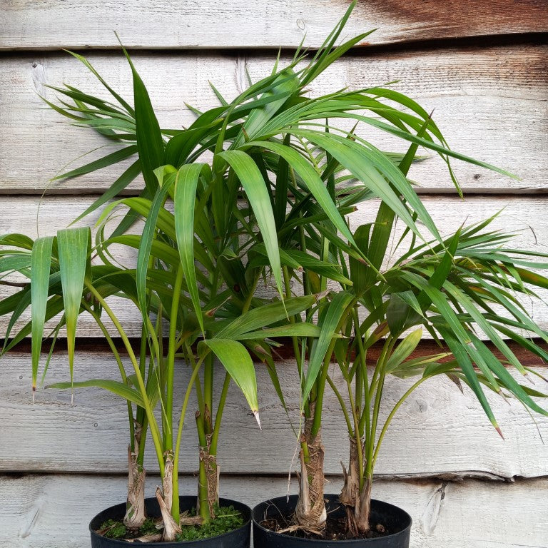 Kentia / Howea forsteriana