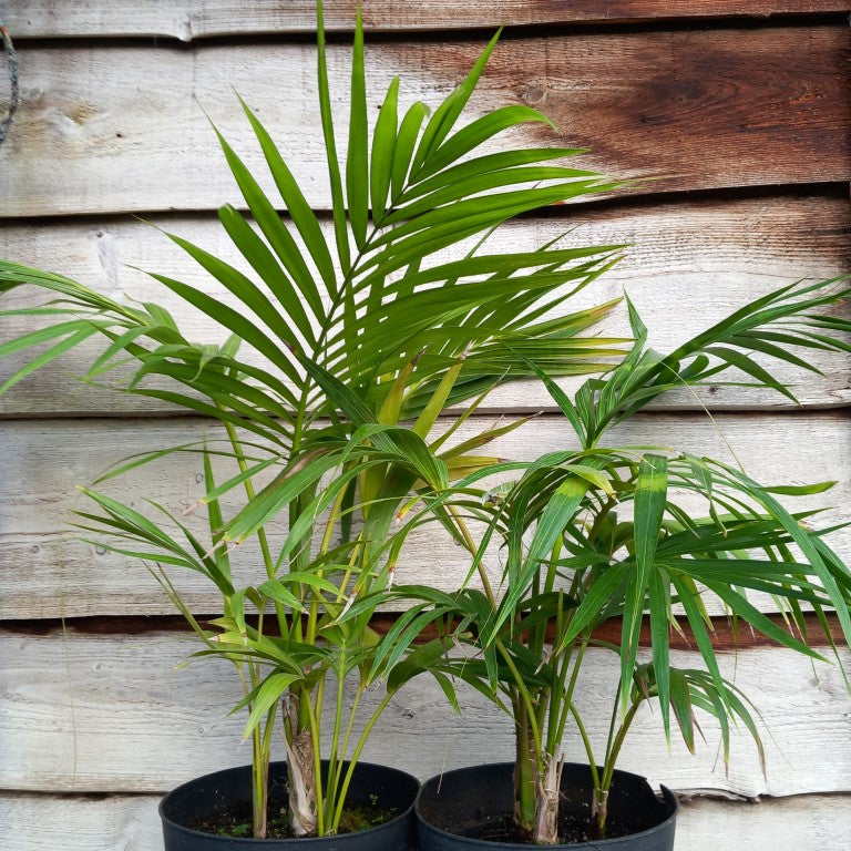 Kentia / Howea forsteriana