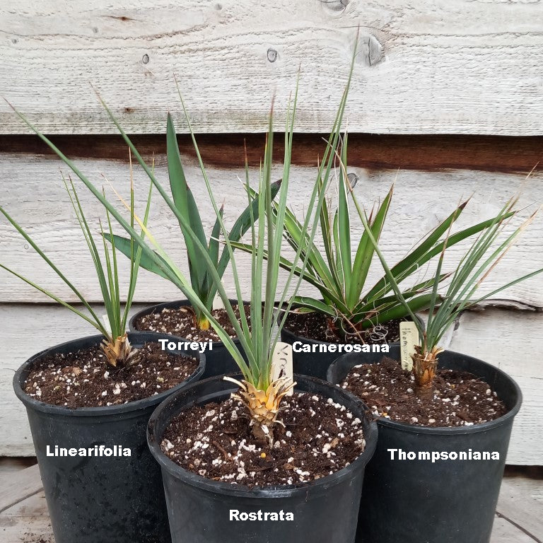 Yucca set linearifolia rostrata thompsoniana torryei carnerosana