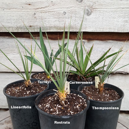 Yucca set linearifolia rostrata thompsoniana torryei carnerosana