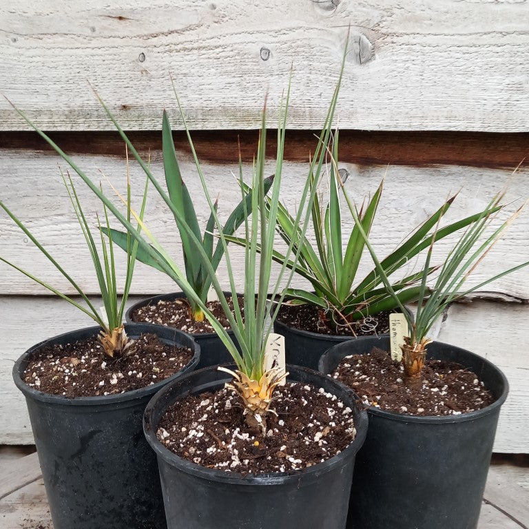 Yucca set linearifolia rostrata thompsoniana torryei carnerosana