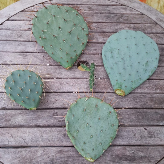 Set winterhardy cactus discs