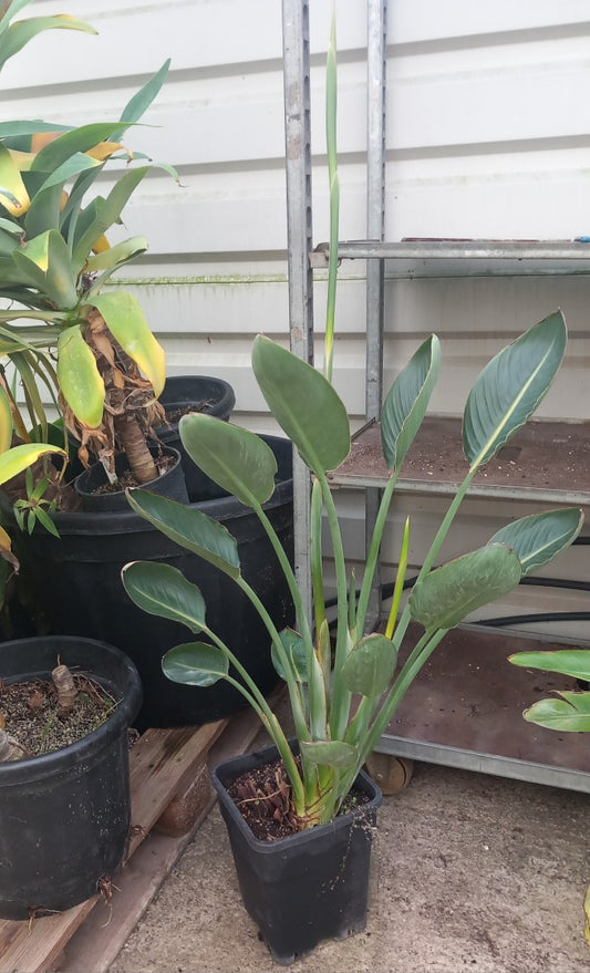 Strelitzia reginae, 10 ltr. pot, total 145 cm (No. 1)