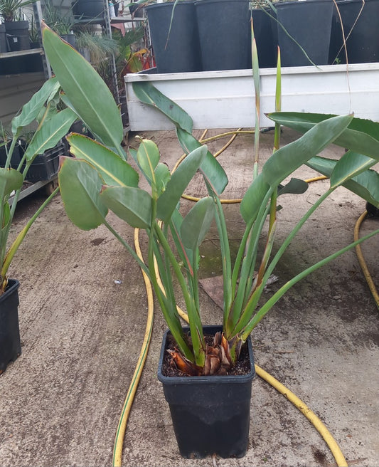 Strelitzia reginae, 10 ltr. pot, total 110 cm (Nr. 2)