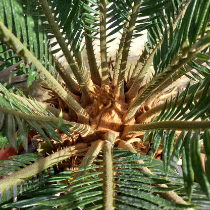 Cycas revoluta, stem/plant/total 40/120/145 cm, pot Ø 55 cm (No. 7)