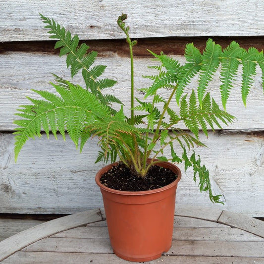 Cyathea milnei, 17 cm pot 