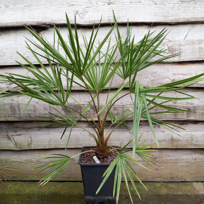 Livistona australis, Kohlpalme