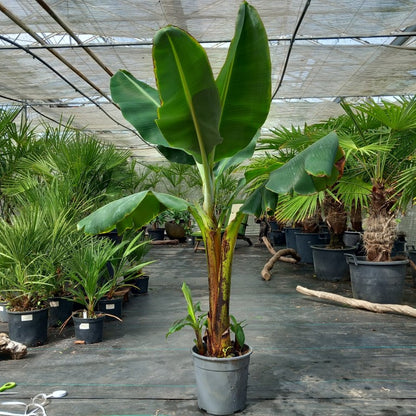 Musa acuminata dwarf cavendish