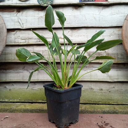 Strelitzia reginae