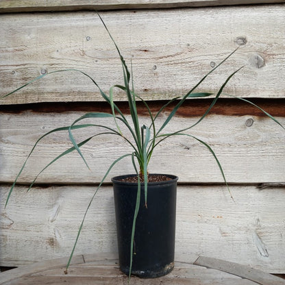 Yucca hybrid: ((filamentosa/flaccida) x rostrata) x glauca stricta