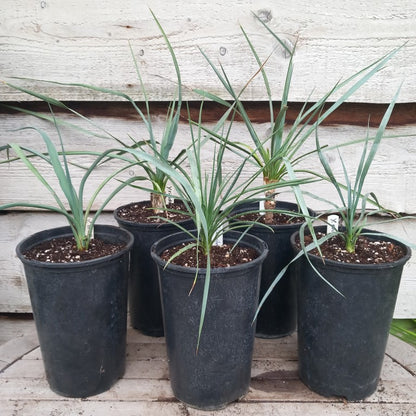 Yucca schottii, rigida, linearifolia, thompsoniana, rostrata