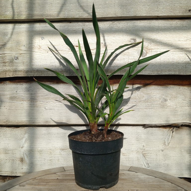 Yucca no name WS39