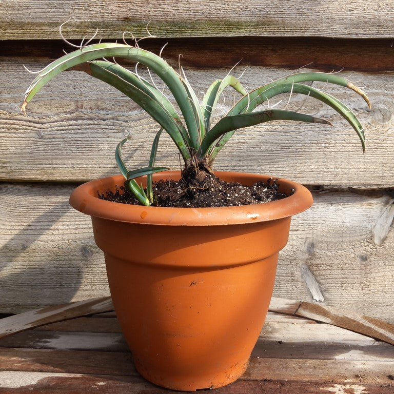 Yucca baccata