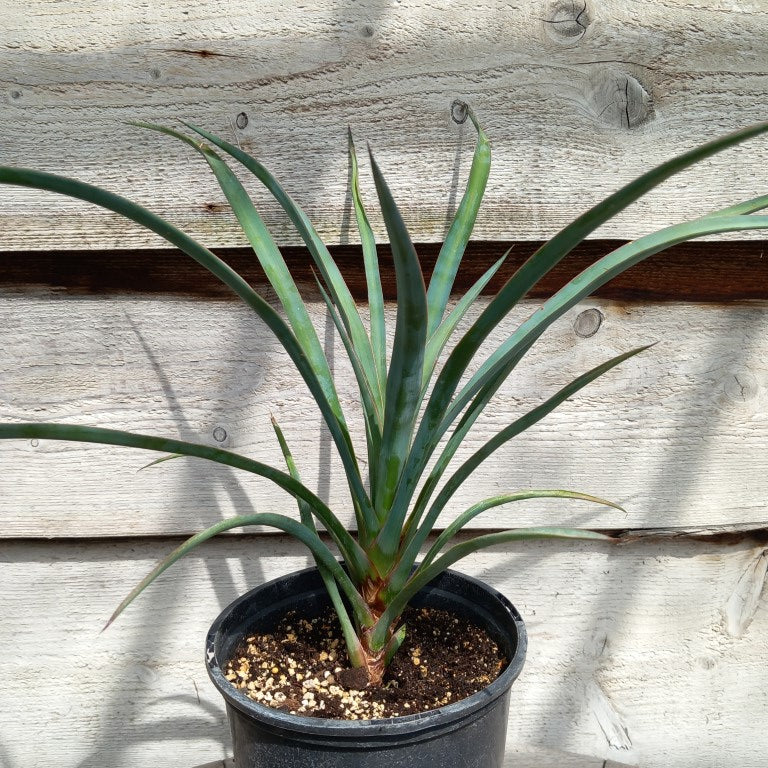 Yucca valida