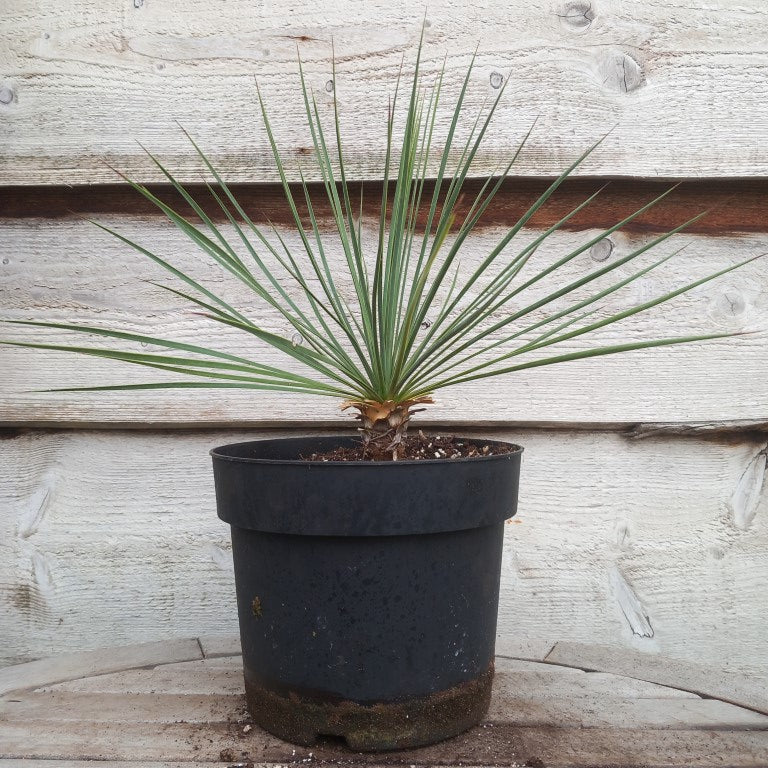 Yucca linearifolia