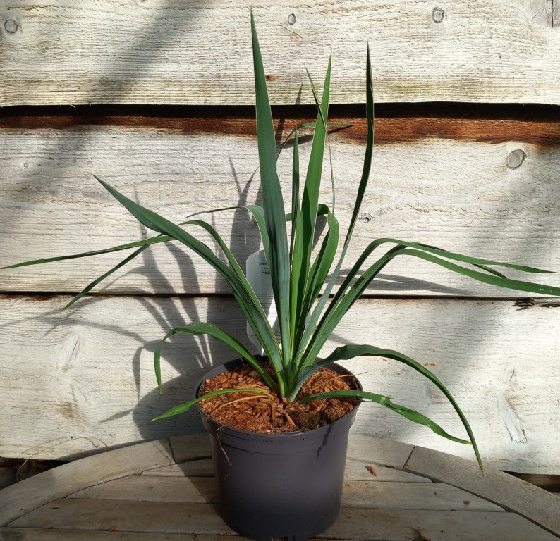 Yucca filamentosa