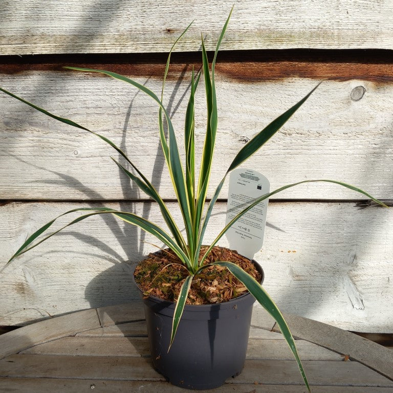 Yucca filamentosa bright edge