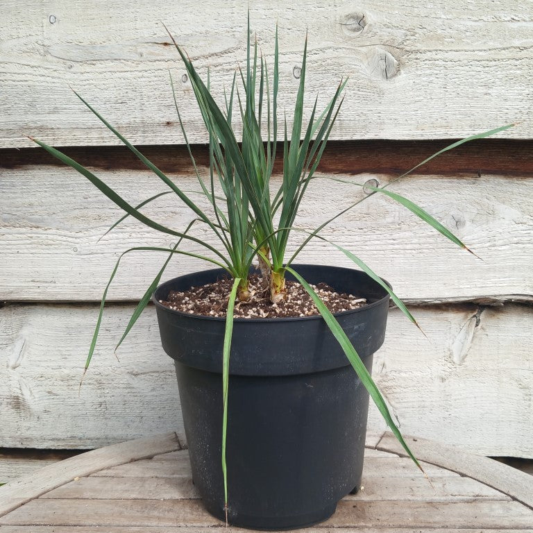 Yucca hybrid: (pallida x (filamentosa x flaccida)) x pallida