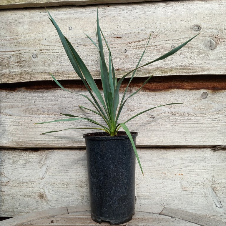 Yucca hybrid: ((filamentosa/flaccida) x rostrata) x glauca stricta