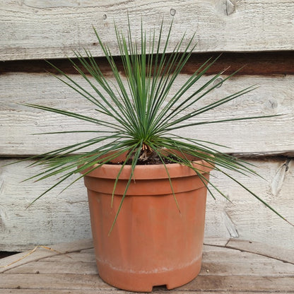 Yucca linearifolia