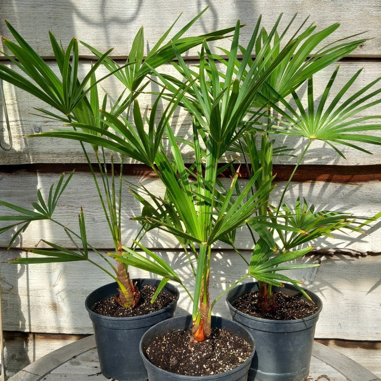 Trachycarpus hybrid: wagnerianus x princeps