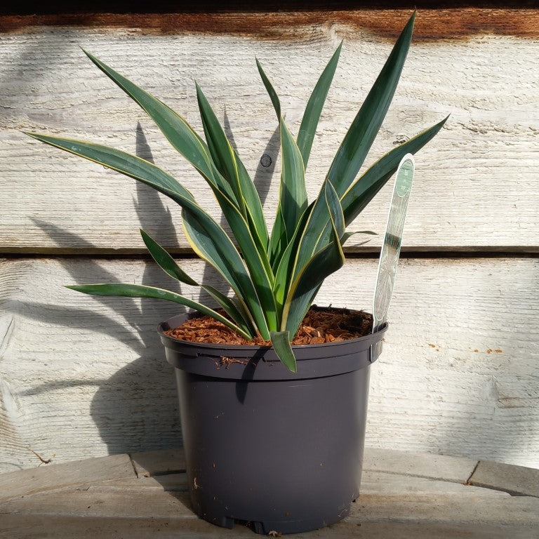 Yucca gloriosa variegata