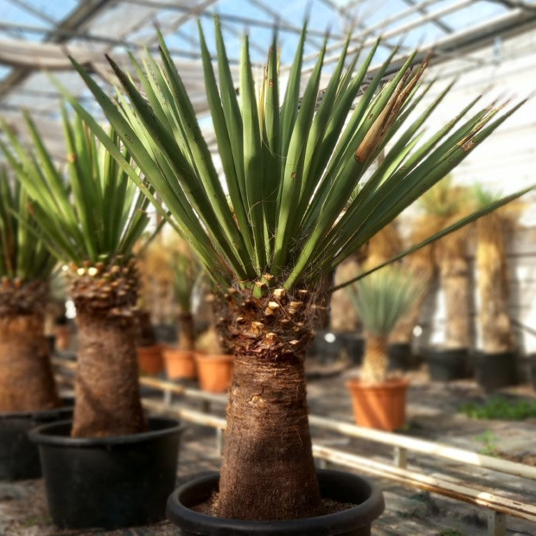 Yucca faxoniana, stem/plant/total 60/125/155 cm