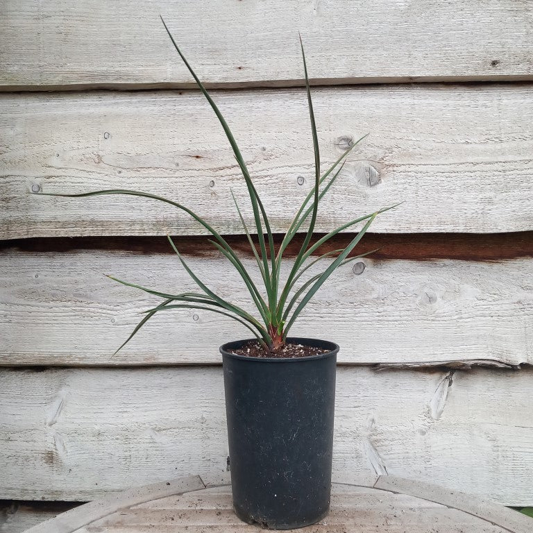 Yucca no name, stem/plant/total 6/53/73 cm