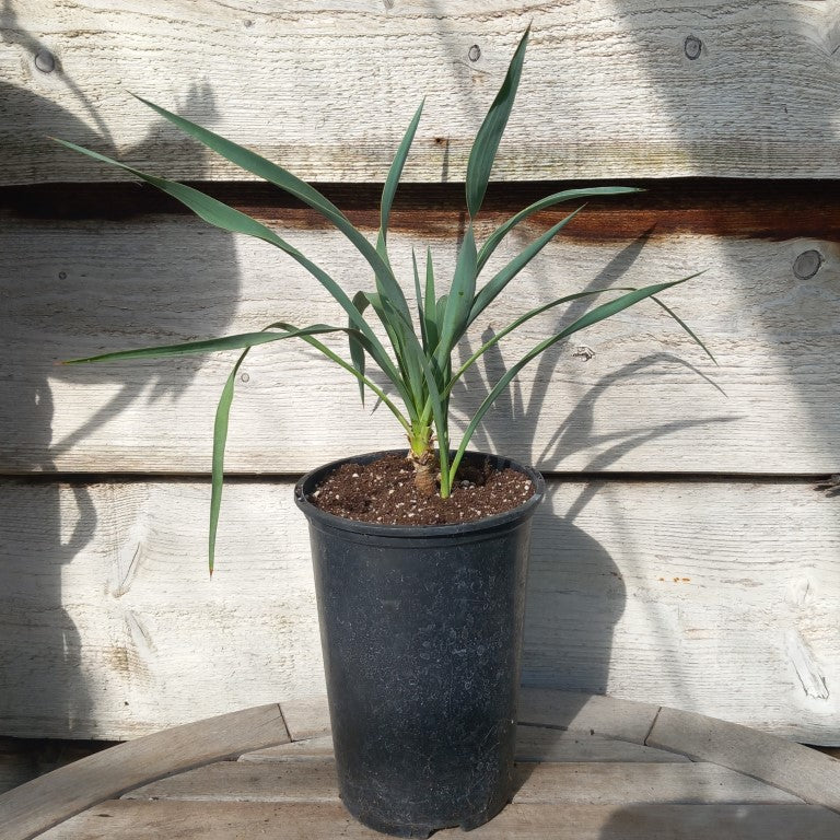 Yucca without name