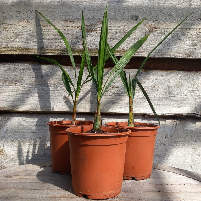 Butia capitata var. odorata