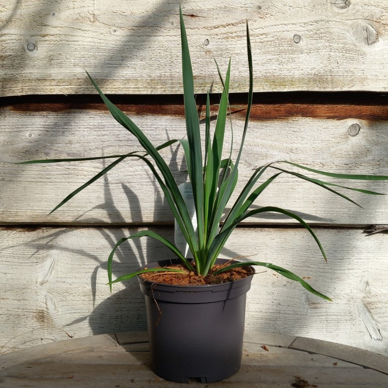 Yucca filamentosa