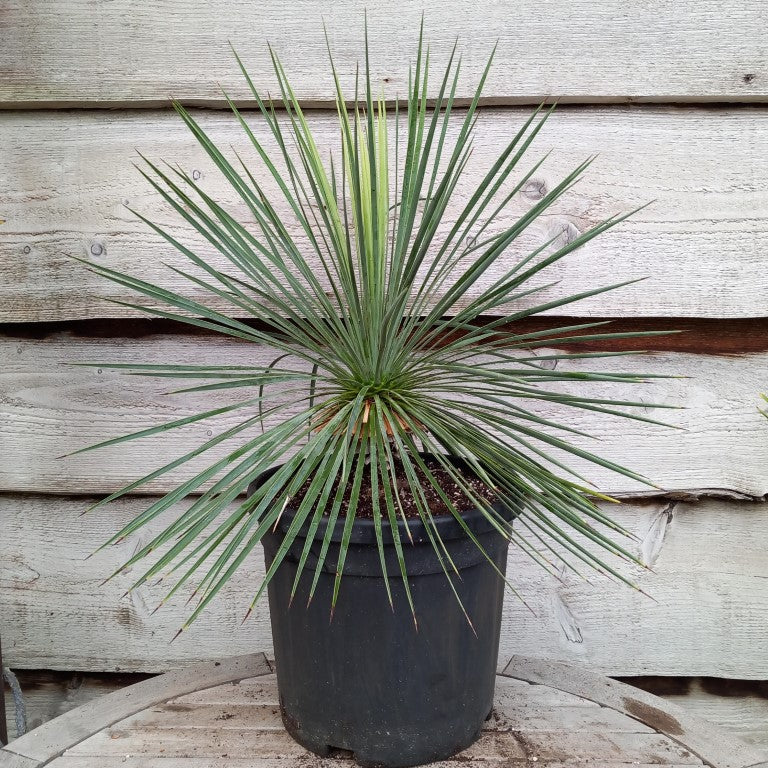 Yucca linearifolia