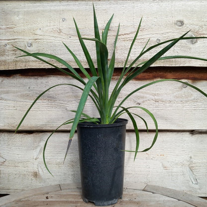 Yucca aloifolia, plant/total 44/64 cm, 3 ltr. pot (WH01)