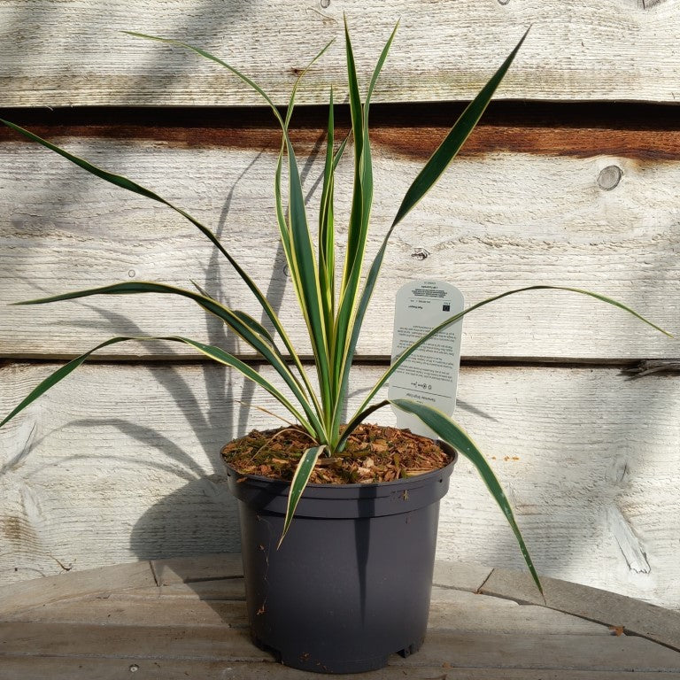 Yucca filamentosa bright edge