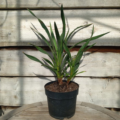 Yucca no name WS39