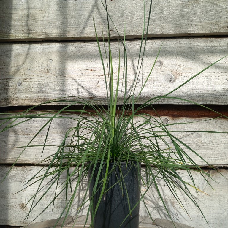 Yucca linearifolia