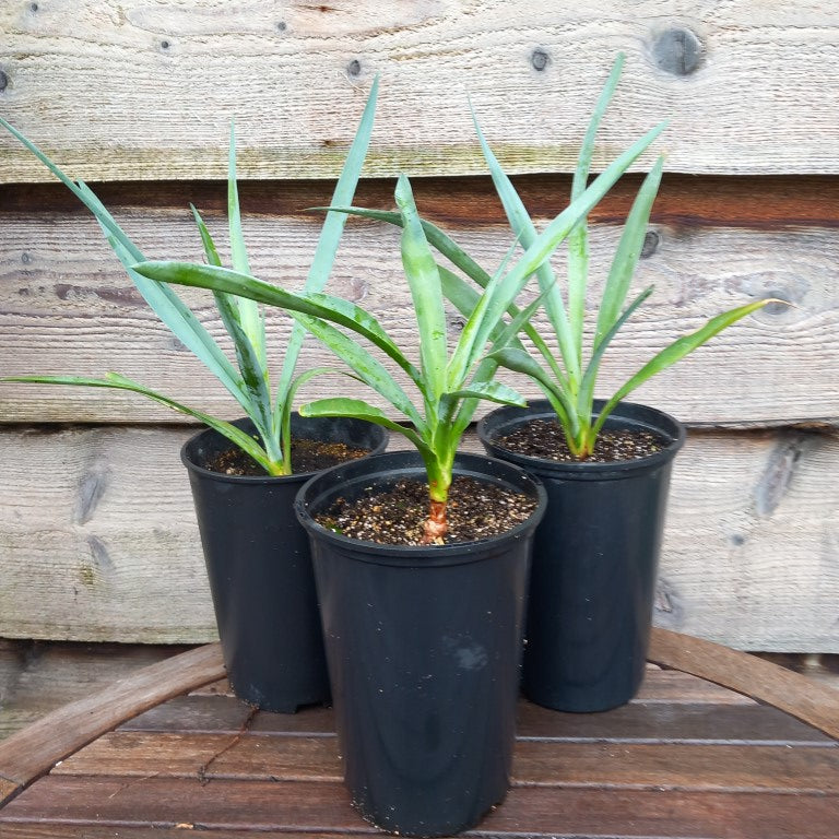 Yucca capensis