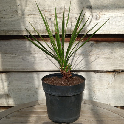 Yucca potosina